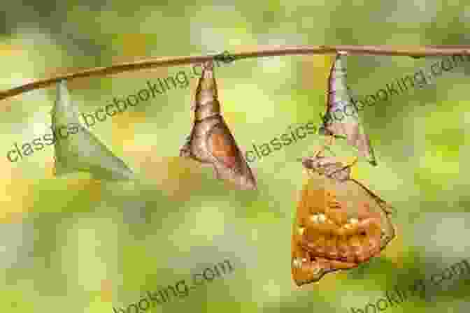 A Brown Chrysalis Hanging From A Twig From Caterpillar To Butterfly (Let S Read And Find Out Science 1)