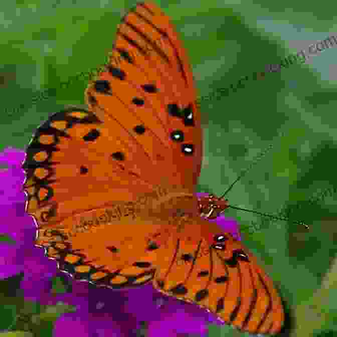 A Colorful Butterfly With Orange, Black, And White Markings From Caterpillar To Butterfly (Let S Read And Find Out Science 1)