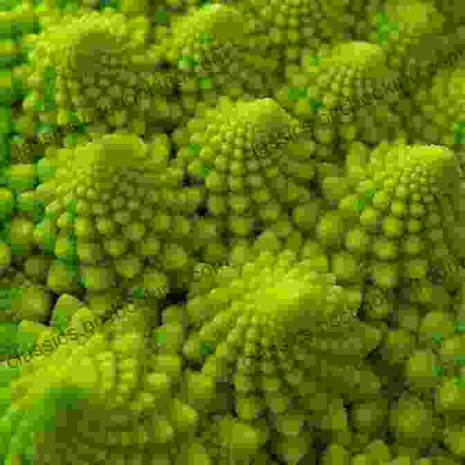 A Computer Simulated Tree, Demonstrating How Algorithms Can Capture The Growth Patterns And Fractal Like Structures Found In Nature. The Nature Of Code Daniel Shiffman