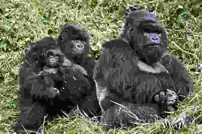 A Family Of Gorillas, Featuring The Majestic Silverback, Females, And Playful Infants, Showcasing Their Strong Familial Bonds. Songs Of The Gorilla Nation: My Journey Through Autism