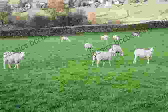 A Flock Of Sheep Grazing In A Lush Green Pasture The Wooleen Way: Renewing An Australian Resource