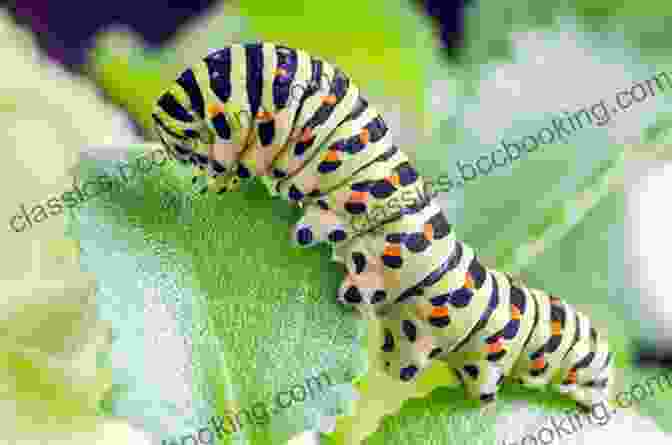 A Green Caterpillar Crawling On A Leaf From Caterpillar To Butterfly (Let S Read And Find Out Science 1)