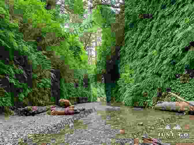 A Lush And Ethereal View Of Fern Canyon In Redwood National Park Pacific Coasting: A Guide To The Ultimate Road Trip From Southern California To The Pacific Northwest
