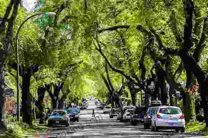 A Lush Canopy Of Trees Covers A Vancouver City Street Vancouver Tree Book: A Living City Field Guide