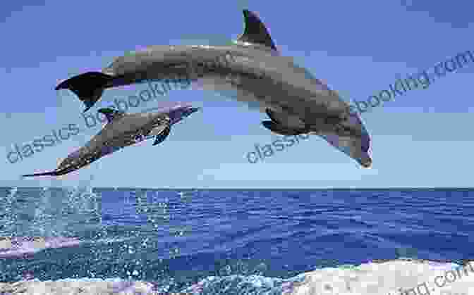 A Playful Dolphin Leaping Out Of The Water With A Vibrant Blue Sky Backdrop Dolphins (Step Into Reading) Deb Aronson