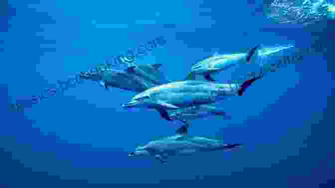 A Pod Of Dolphins Swimming Together In A Harmonious Formation Dolphins (Step Into Reading) Deb Aronson