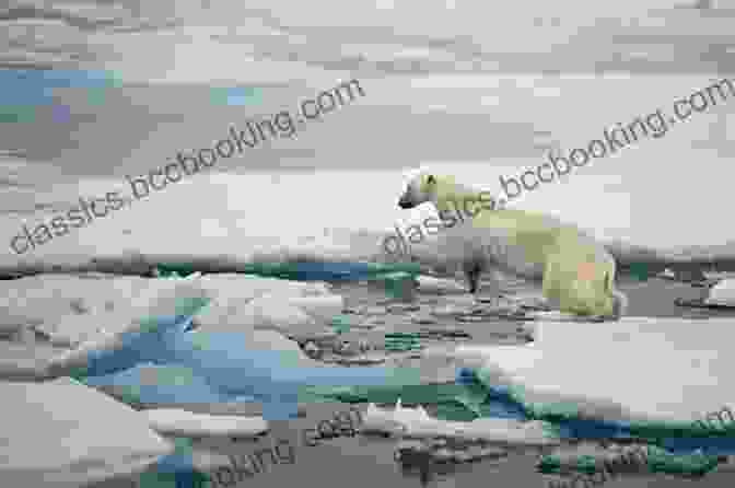 A Polar Bear Resting On An Ice Floe In The Alaska Arctic National Wildlife Refuge Midnight Wilderness: Journeys In Alaska S Arctic National Wildlife Refuge