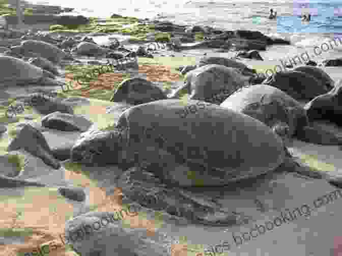 A Sea Turtle Basking In The Sun On The Beach Of Culebrita The Island Hopping Digital Guide To The Virgin Islands Part III The Spanish Virgin Islands: Including Culebra Culebrita And Vieques