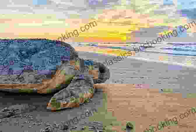 A Sea Turtle Nesting On The Beach In The Archipelago, Emphasizing The Importance Of Conservation The Island Hopping Digital Guide To The Virgin Islands Part III The Spanish Virgin Islands: Including Culebra Culebrita And Vieques