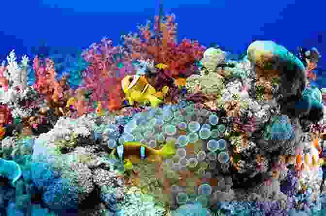 A Stunning Underwater Scene, With A Lone Diver Surrounded By Vibrant Coral And Exotic Marine Life. Sundiver David Brin