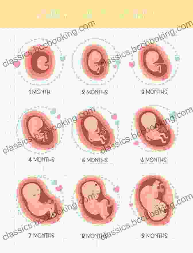 A Timeline Graphic Showing The Stages Of Pregnancy From Conception To Delivery The Expectant Dad S Handbook: All You Need To Know About Pregnancy Birth And Beyond