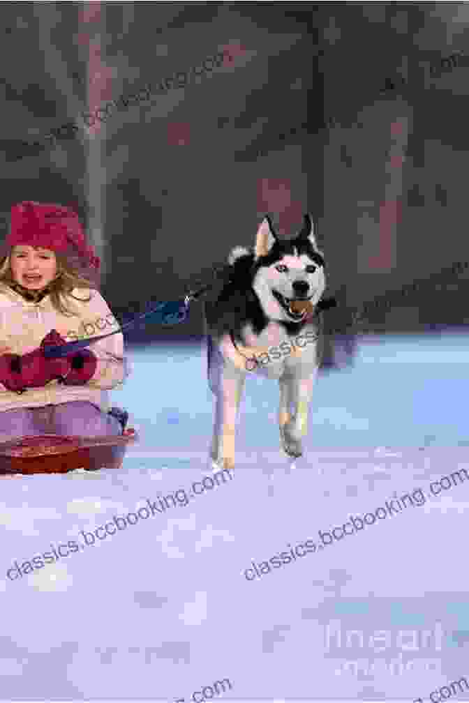 A Young Girl Sledding With Her Siberian Huskies Snow Dog Go Dog Deborah Heiligman
