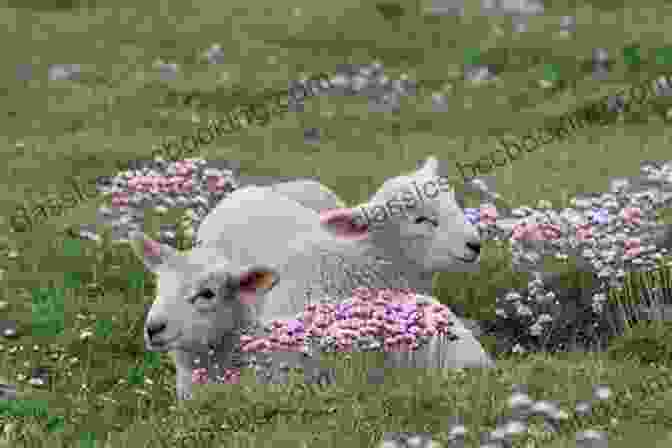 Adorable Woolly Sheep Family Cuddling Up For Bedtime Prayers Really Woolly Bedtime Prayers DaySpring
