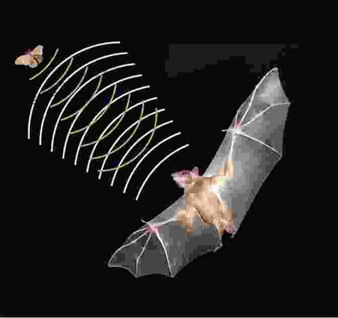 Bats Using Echolocation To Navigate And Find Prey In Darkness Supernavigators: Exploring The Wonders Of How Animals Find Their Way