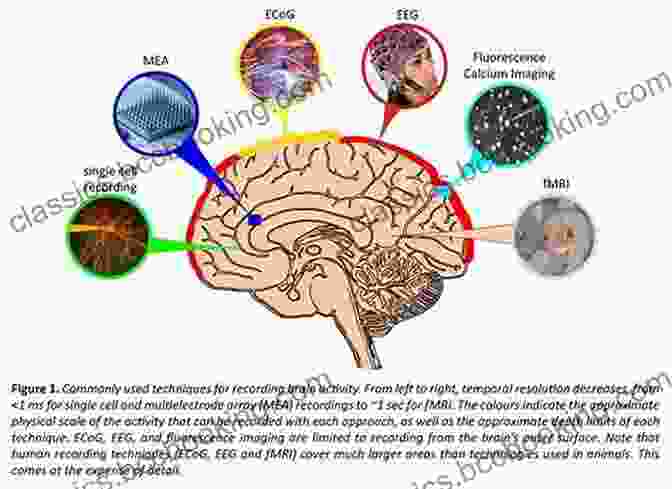 Brain Scan Showing Neural Activity Associated With Consciousness Rock Bone And Ruin: An Optimist S Guide To The Historical Sciences (Life And Mind: Philosophical Issues In Biology And Psychology)
