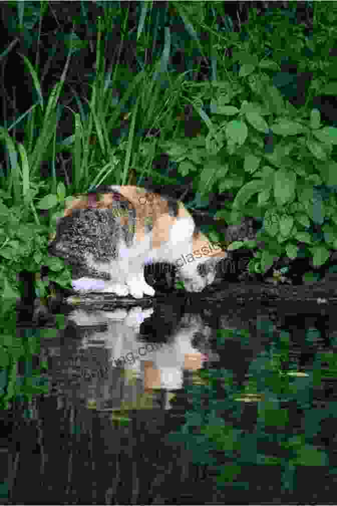 Cat See The Cat Sitting On A Rock, Gazing Intently At A Wise Old Fish Swimming In A Pool See The Dog: Three Stories About A Cat (See The Cat)