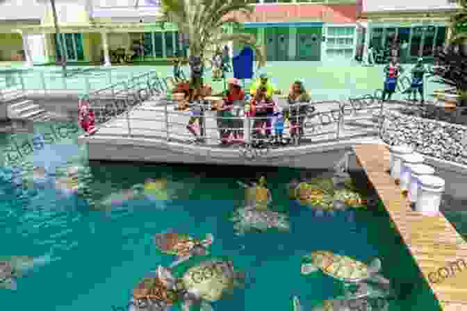 Cayman Turtle Centre The Island Hopping Digital Guide To The Northwest Caribbean Part II The Cayman Islands