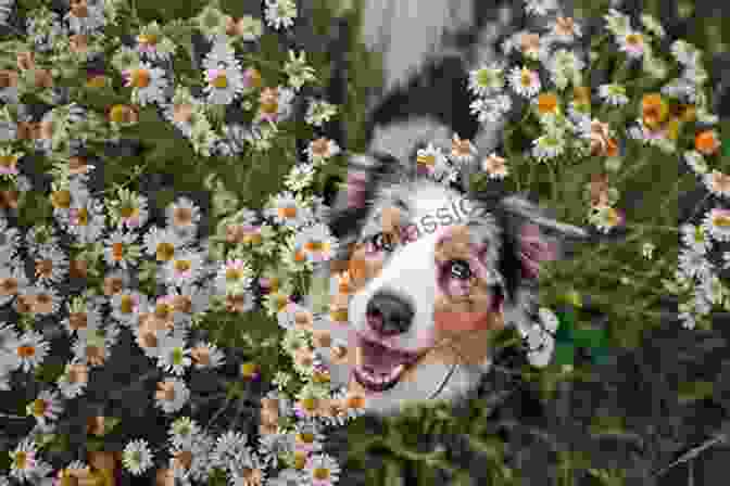 Cover Of Dog Flowers: A Memoir An Archive