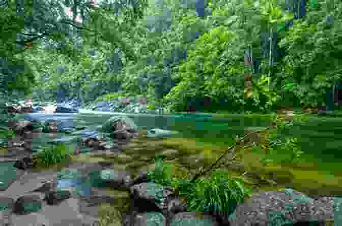 Daintree Rainforest, One Of Australia's Most Ancient And Diverse Rainforests Travel Australia: The World S Most Magnificent Island