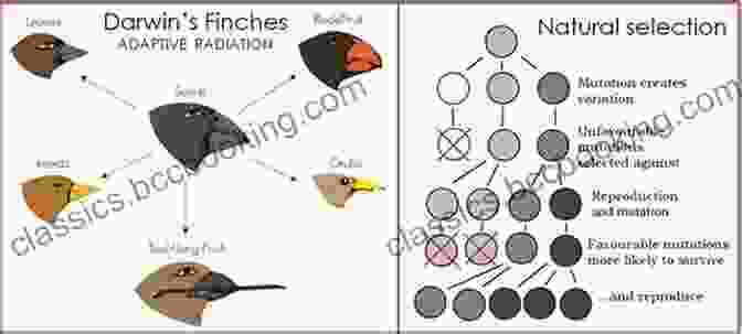 Darwin's Finches, A Key Element In His Theory Of Evolution By Natural Selection The Reluctant Mr Darwin: An Intimate Portrait Of Charles Darwin And The Making Of His Theory Of Evolution (Great Discoveries)