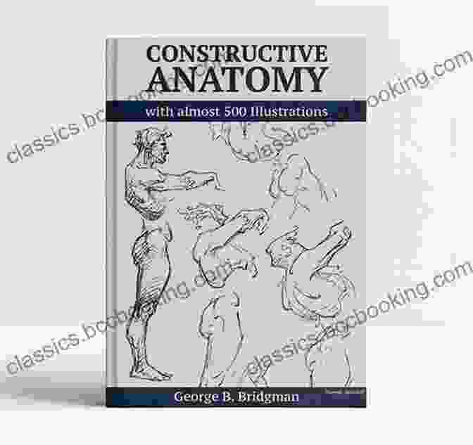 Detailed Anatomy Illustration From Constructive Anatomy Illustrated Constructive Anatomy: Illustrated Dave Willmarth