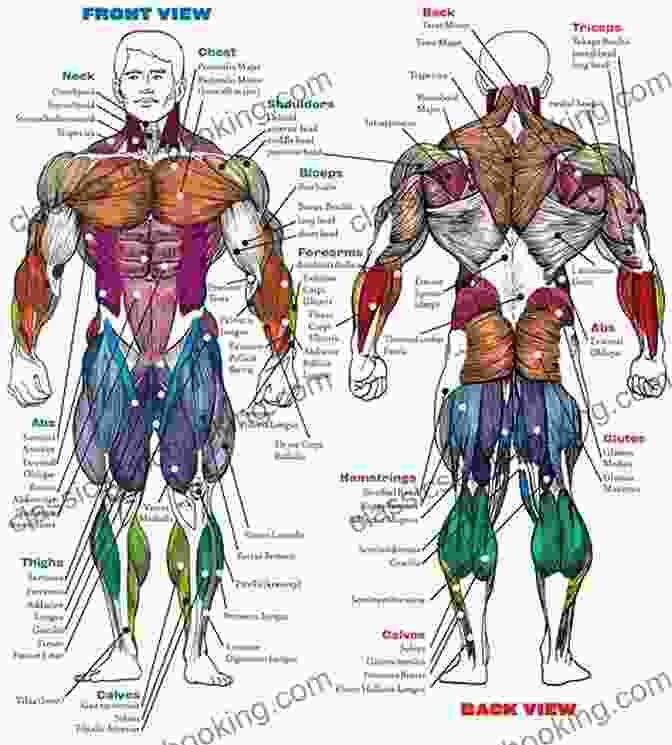 Detailed Illustration Of Muscle Groups Art Models AnaRebecca002: Figure Drawing Pose Reference (Art Models Poses)
