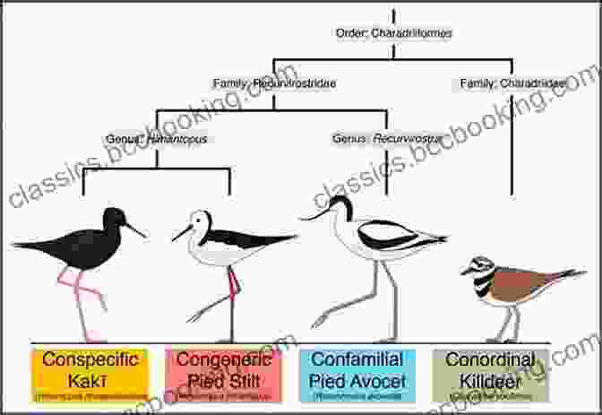 Diagram Depicting The Evolutionary Relationships Between Present And Future Species, As Predicted Through The Analysis Of Future Fossils Footprints: In Search Of Future Fossils