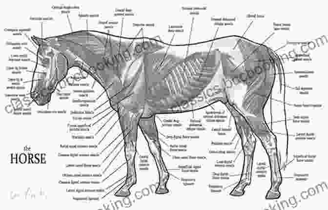Diagram Of Horse Anatomy Bolder Braver Brighter: The Rider S Guide To Living Your Best Life On Horseback