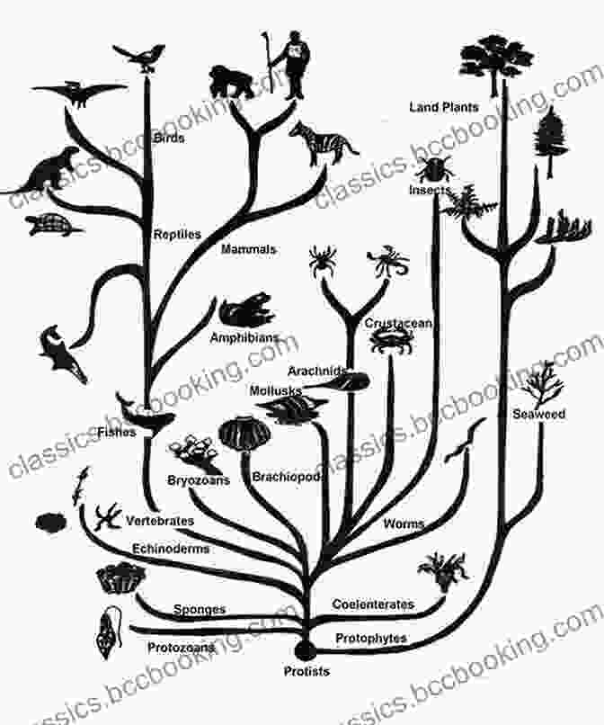 Diagram Of The Evolutionary Tree Of Life Rock Bone And Ruin: An Optimist S Guide To The Historical Sciences (Life And Mind: Philosophical Issues In Biology And Psychology)