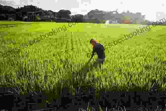 Farmer Standing In A Field Of Crops The Urban Farmer: Growing Food For Profit On Leased And Borrowed Land