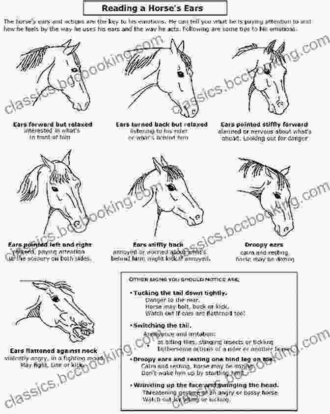 Horse Ear Positions From The Horse S Point Of View: A Guide To Understanding Horse Behavior And Language With Tips To Help You Communicate More Effectively With Your Horse