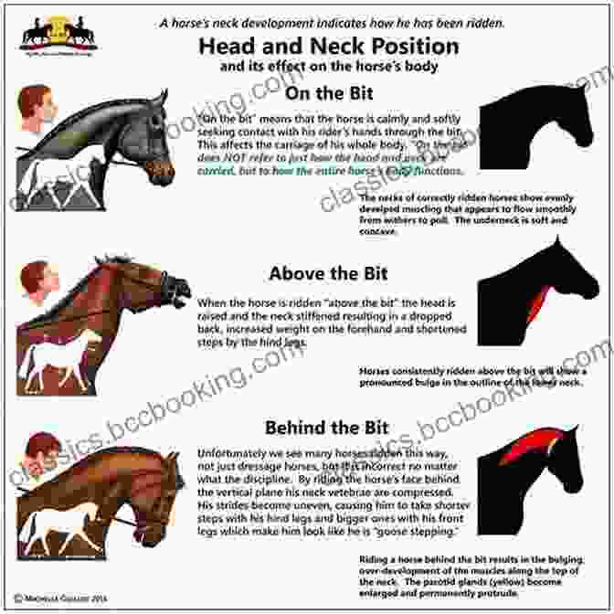 Horse Head And Neck Positions From The Horse S Point Of View: A Guide To Understanding Horse Behavior And Language With Tips To Help You Communicate More Effectively With Your Horse
