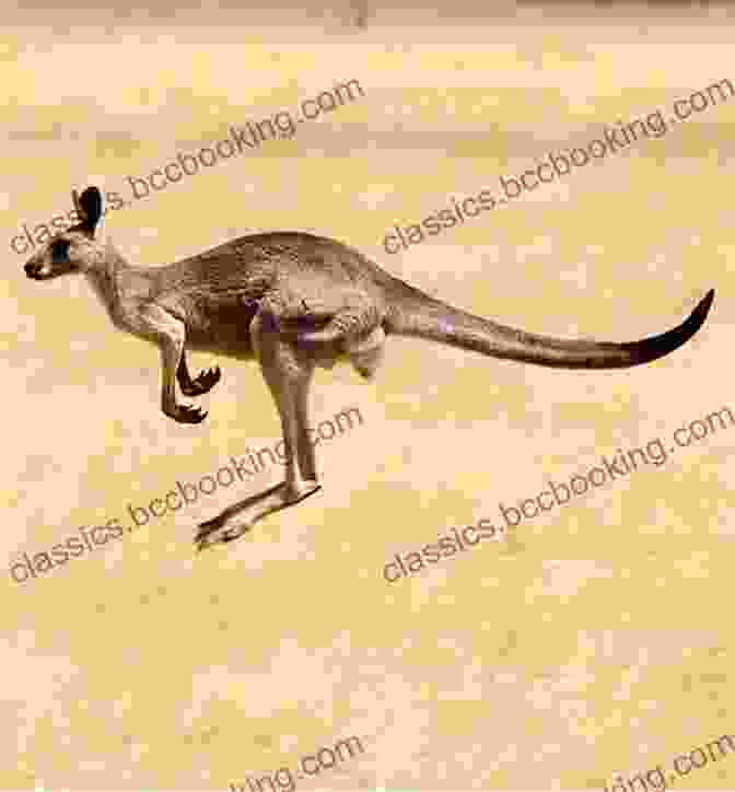 Kangaroo, An Iconic Australian Animal Travel Australia: The World S Most Magnificent Island