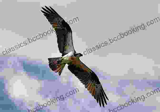 Osprey In Flight Over The Ocean Soaring With Fidel: An Osprey Odyssey From Cape Cod To Cuba And Beyond