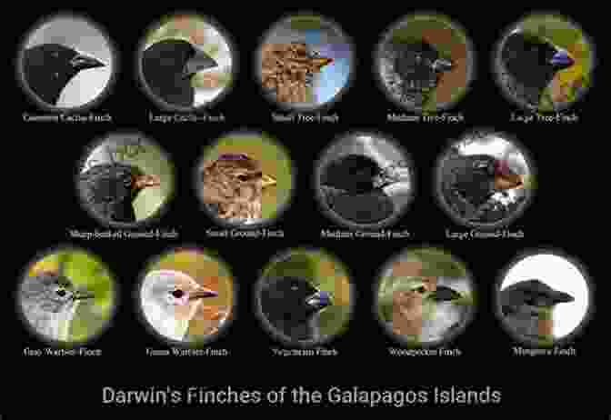 Photograph Of Galapagos Finches, A Group Of Bird Species Known For Their Diverse Beak Shapes When Darwin Sailed The Sea: Uncover How Darwin S Revolutionary Ideas Helped Change The World