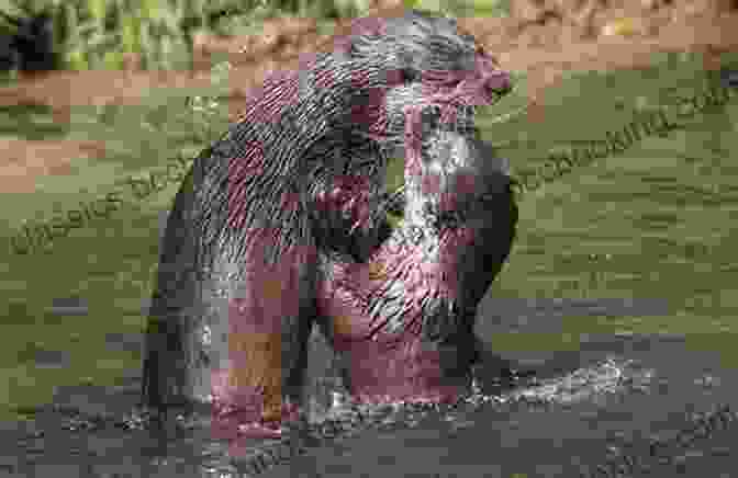 Playful River Otter Frolicking In The Shallows Fly Fishing Jacks River: An Excerpt From Fly Fishing Georgia (No Nonsense Fly Fishing Guidebooks)