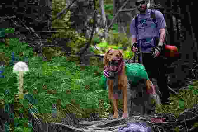 Pure Joy: Dog And Owner Hiking Together In The Mountains Pure Joy: The Dogs We Love