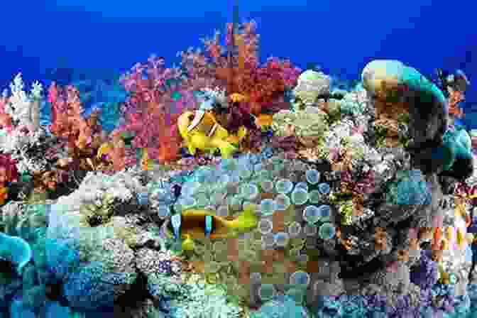 Vibrant Coral Reefs Teeming With Marine Life The Cruising Guide To Jamaica